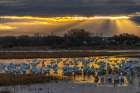 USA, New Mexico, Bosque Del Apache National Wildlife Refuge. Snow geese in water at sunrise. Art Print
